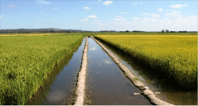 Cerrado do Tocantins é barganhado pelas políticas públicas&nbsp;estaduais