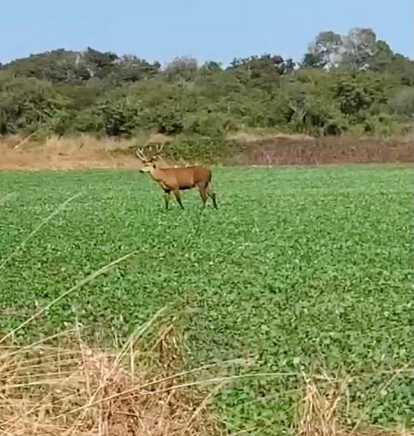 Série “Bacia do Rio Formoso”: Presidente da Associação dos Produtores do Rio Formoso contradiz Ministério Público e defende barramentos e&nbsp;elevatórias